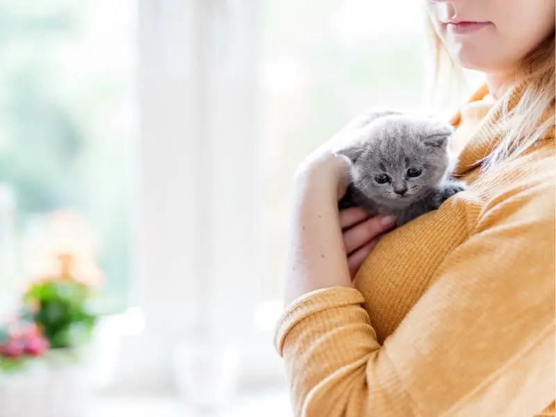 Woman holding a cute cuddly gray kitty