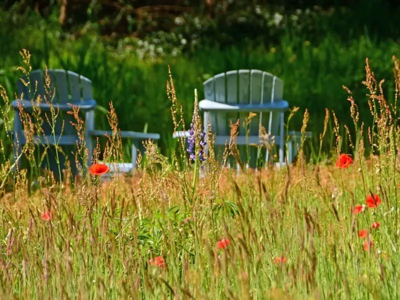 Wildflowers and chairs